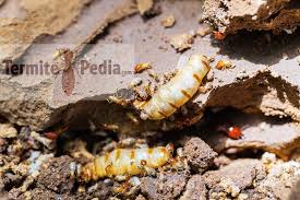Termites are the order of phytophagous insects. In Depth Guide Best Termite Treatment And Prevention Methods 2020 Termitepedia