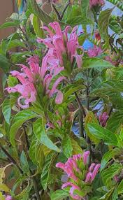 Image result for Justicia carnea