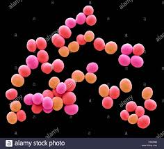 Staphylococcus Aureus Farbige Scanning Electron Micrograph Sem Der Staphylococcus Aureus Bakterien Diese Gram Positive Bakterien Verursachen Infektionen Der Haut Und Oft Wachsen In Diese Traube Wie Cluster Von Kleinen Kugeln Kokken S Aureus