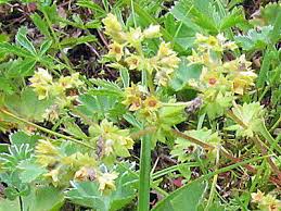 Image result for Alchemilla microbetula
