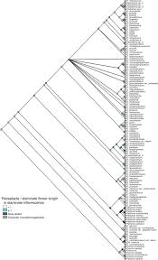 Image result for Elatostema welwitschii