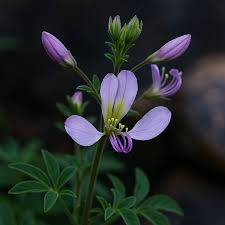 Image result for Cleome oxyphylla