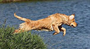 This fact is because many governments in the world have enacted pet registration rules. Dogs On Some Popular Grain Free Diets Could Be At Risk Of Heart Disease University Of California