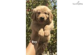 The goals and purposes of this breed standard include: Andy Golden Retriever Puppy For Sale Near Austin Texas 34552aef 64b1