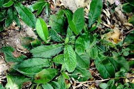 Image result for Elephantopus mollis