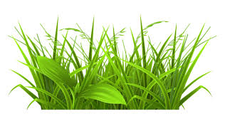 Decorative Grass Clipart Png Picture Grass Clipart Grass Grass Textures