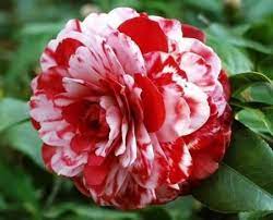 Pin On Flowers