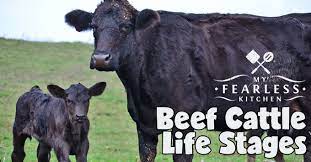 Beef Cattle Life Stages My Fearless Kitchen