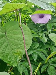 Image result for Lepidagathis pallescens