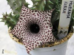 Image result for Huernia kirkii