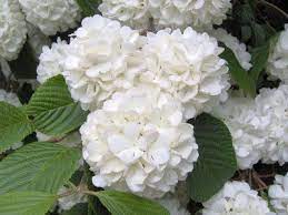 Flowers For Flower Lovers Snowball Flowers Growing Hydrangeas Hydrangea Care Garden Flowers Perennials