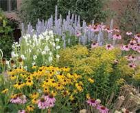 Model# budprc1167800 (202) $ 12 98. My Enchanting Cottage Garden Echinacea Queen Of The Perennials