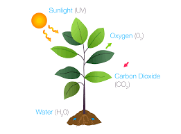 See also maheshwari & khanna 1957). Plant Cells Biology