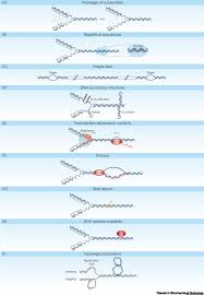 This protein is involved in cell cycle arrest and transcription of proteins involved in dna repair or apoptosis. The Hammer And The Dance Of Cell Cycle Control Trends In Biochemical Sciences