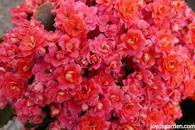 Check spelling or type a new query. Caring For Flowering Kalanchoes A Popular Succulent Houseplant