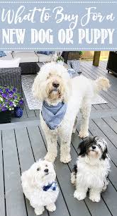 Continuing with the french theme, here is an old briggs transfer of french poodles incorporating lots of french knots. What To Get For A New Dog Clean And Scentsible