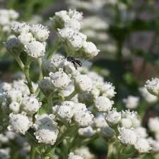 Image result for Coleus calycinus