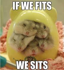 Hamster Memes Best Collection Of Funny Hamsters Funny Hamsters Cute Hamsters Cute Baby Animals