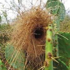 The birds weave grasses and twigs among the spines. Pdf Cactus Wren Nest Characteristics In South Texas