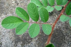Image result for Indigofera hirsuta