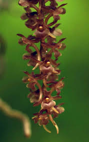 Image result for Rhipidoglossum