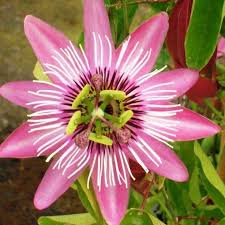 Passiflore Victoria Fleur De La Passion Fleur De La Passion Passiflore Fleurs Rares