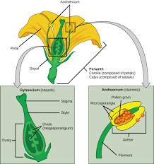 Individual flowers with their two stigmas can be seen in this closeup of the female inflorescence. Angiosperms Biology For Majors Ii