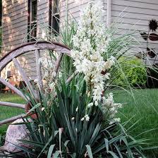 24 Of The Best Perennials That Will Thrive In Clay Soil Plants Clay Soil Clay Soil Plants
