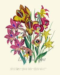 Image result for Gladiolus trichonemifolius