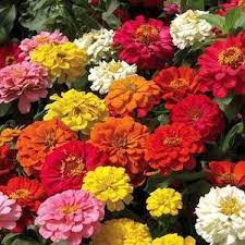 Pin On Zinnias