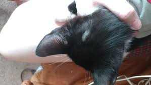 Ringworm is a fungal infections of the skin that can affect both felines and humans. Skin Condition Ringworm Thecatsite
