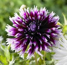 > filter on complete assortment. Dahlia Cactus Alauna Clair Obscur Longfield Gardens Dahlia Flower Dahlia