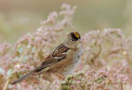 We did not find results for: White Crowned And Golden Crowned Sparrow Santa Clara Valley Audubon Society