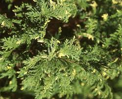 Image result for Stolzia compacta