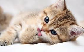 Mimpi dengan anak kucing termasuk yang umum dan sering terjadi. Kenapa Kucing Bermimpi Tafsiran Mimpi Kucing