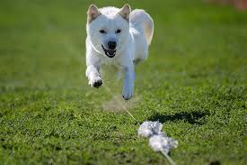 The jindo is believed to have been the result of a cross between dogs indigenous to korea and dogs brought to korea by the mongols during the 13th century . Jindo Dog Breed Information American Kennel Club