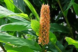 Image result for Dialium holtzii