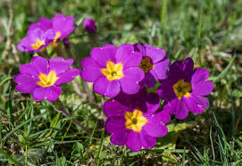 Wencke walther • 20 pins. Der Fruhling Kommt Foto Bild Spezial Makro Fruhling Bilder Auf Fotocommunity