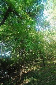 Image result for Catunaregam swynnertonii