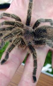 Fun Spider Facts For Kids Interesting Information About Spiders Spider Fact Spider Facts For Kids Facts For Kids