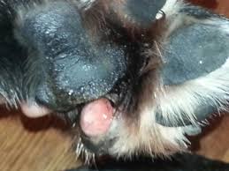 This causes the paw pads to dry, harden, and crack. My Dog Has A Growth On His Foot Pad That Looks Like An Ulcer The Vet Tested It And It Had Several Different Kind Of