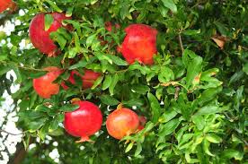 Granatapfel Auch Als Saft Oder Marmelade Ein Genuss