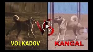 Kangaltv Adli Kullanicinin Kangal Dogs And Woman Kangal Kopegi Ve Kadin Panosundaki Pin Kangal Kopegi Kopek Akbas