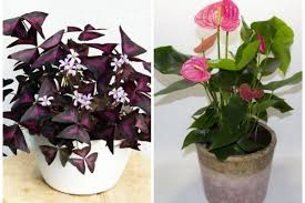 Selain karena tampilannya yang cantik, bunga hiasan juga mampu mencerahkan dan menyegarkan suasana ruangan. 5 Tanaman Indoor Yang Berumur Panjang Untuk Ruangan Yang Lebih Asri