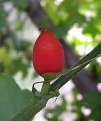 Image result for Corallocarpus bainesii