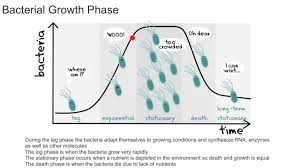 Image Result For Bacteria Growth Phase Exponential Molecules Microbiology