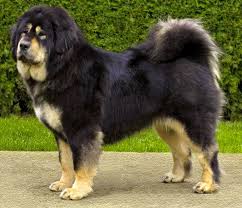 Visit our site to find out more about our dogs, how to care for a tibetan mastiff and our available puppies. Tibetan Mastiff Do Khy Dogs Breeds Molossoid