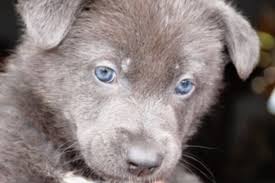 You will find german shepherd dog dogs for adoption and puppies for sale under the listings here. Blue Bay Shepherd Price What Do They Cost