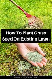 How To Plant Grass Seed On Existing Lawn Planting Grass Overseeding Lawn Lawn Treatment