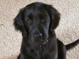 Pets4homes found 237 golden retriever dogs and puppies for sale in the uk. Parkcariad Flat Coated Retrievers Park Farm